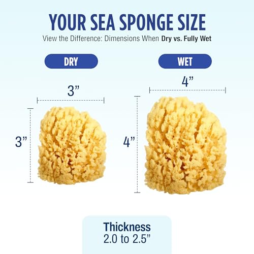 Baby Buddy (1 Count, 4 Inch) Natural Yellow Sea Bath Sponge, Natural Baby Bath Sponge for Newborns and Kids, Soft When Wet, Absorbent, Biodegradable, Hypoallergenic
